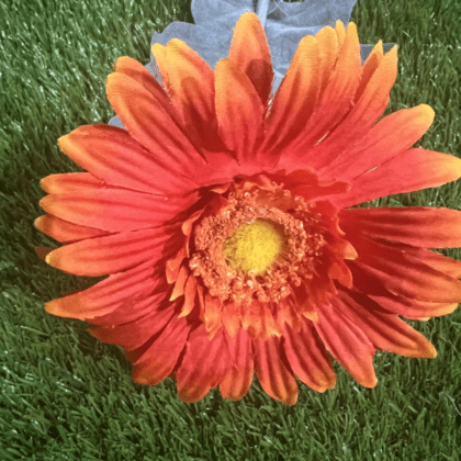 Burnt orange gerbera