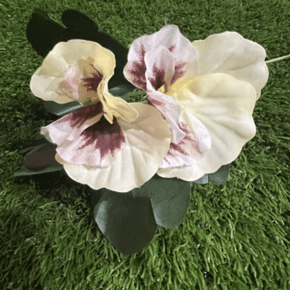 Cream double headed pansies