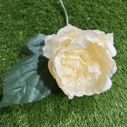 Cream peony with large leaf