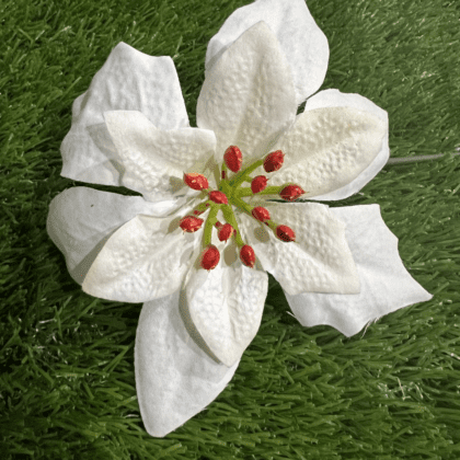 Cream poinsettia