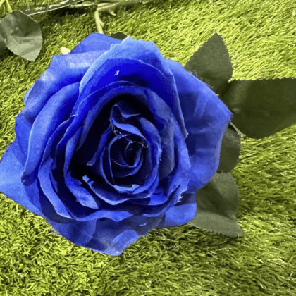 Dark blue deluxe rose with dark green leaves