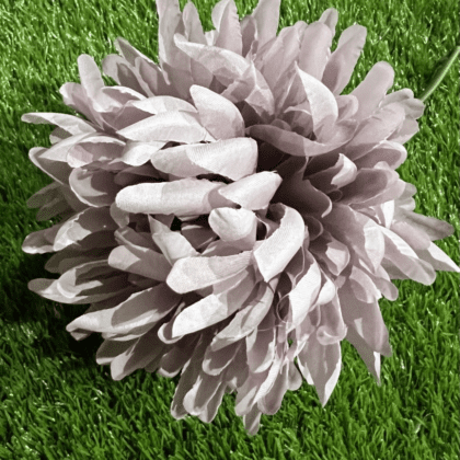 Extra Large dusky pink Pom Pom chrysanthemum