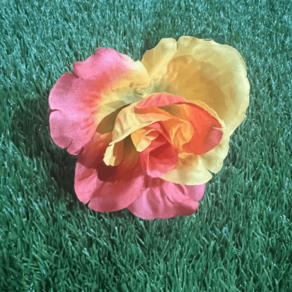 Yellow & orange Fiery rose