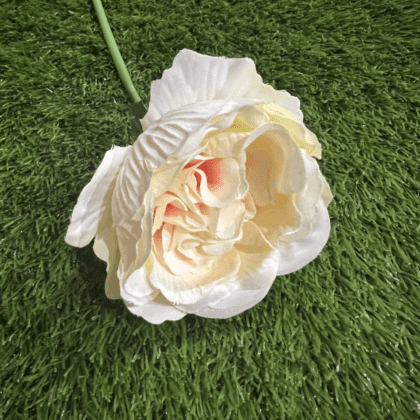 Ivory peony