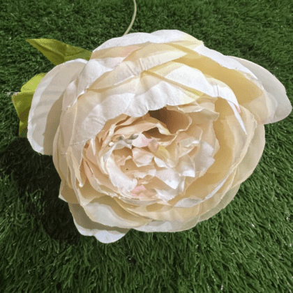 Large cream peony