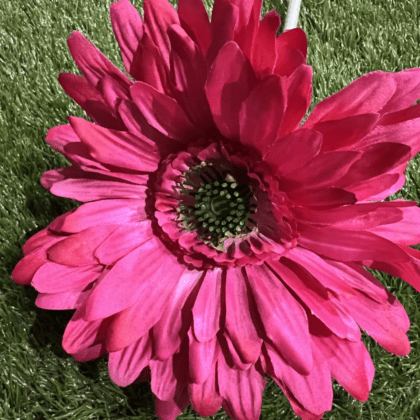 Large hot pink gerbera