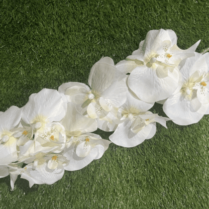 Large ivory orchid stem