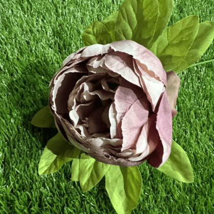 Large dusky pink & mauve peony with leaves