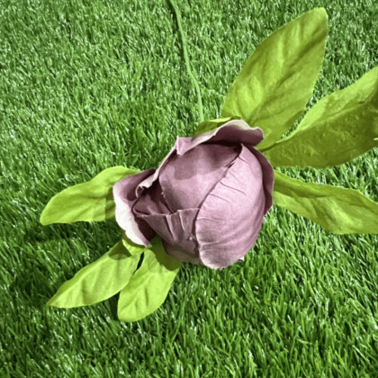 Large mauve peony bud