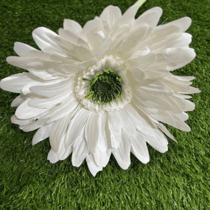 Large white gerbera
