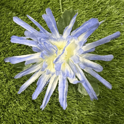 Light blue spiky chrysanthemum