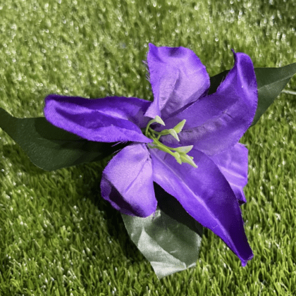 Purple Lily