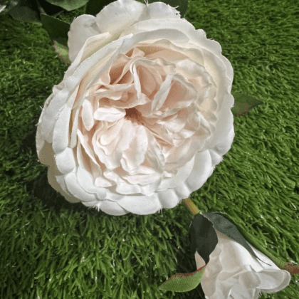 Luxury white peony