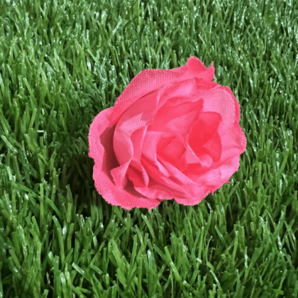 bright pink Mini rose