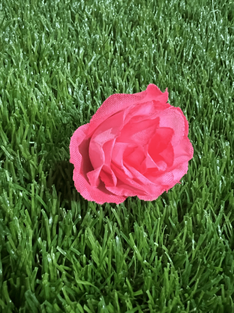 bright pink Mini rose