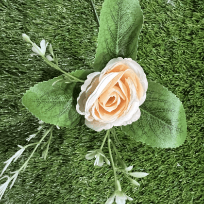 Peaches and cream rose