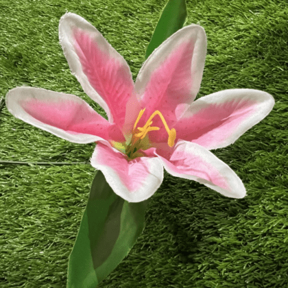 Pink lily