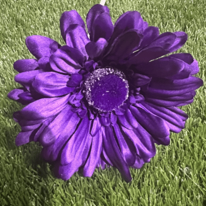 Purple gerbera