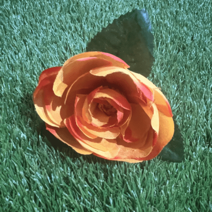 Yellow & orange fiery Ranunculus