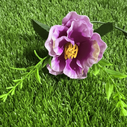 Pinky/Purple Ranunculus