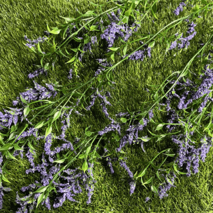 Trailing lavender