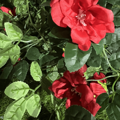 Trailing red flowers