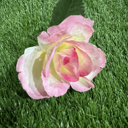 Two tone pink & cream rose