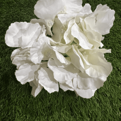 White hydrangea