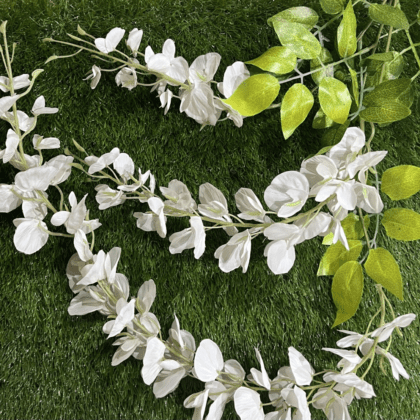 White wisteria with 3 stems